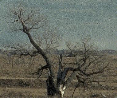 [Bald Eagle Tree]